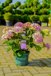 Hydrangea Macrophylla