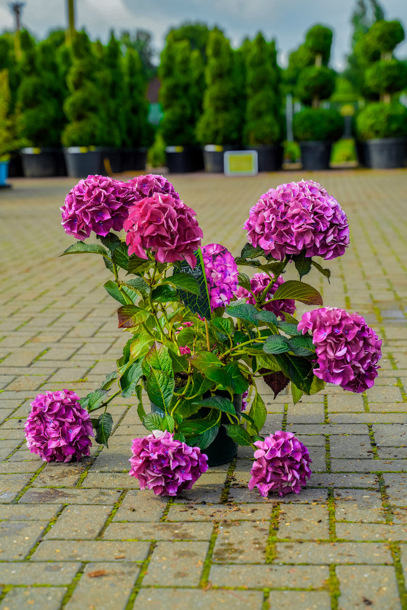 Hydrangea Macrophylla