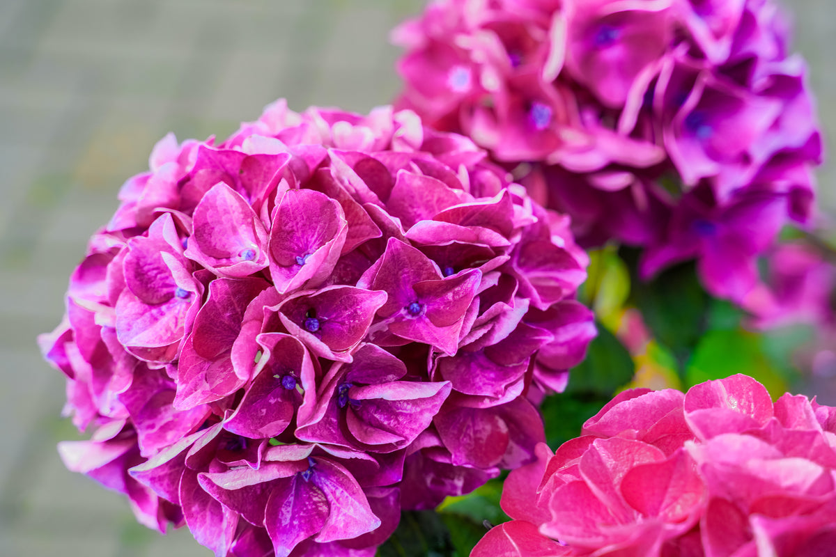 Hydrangea Macrophylla