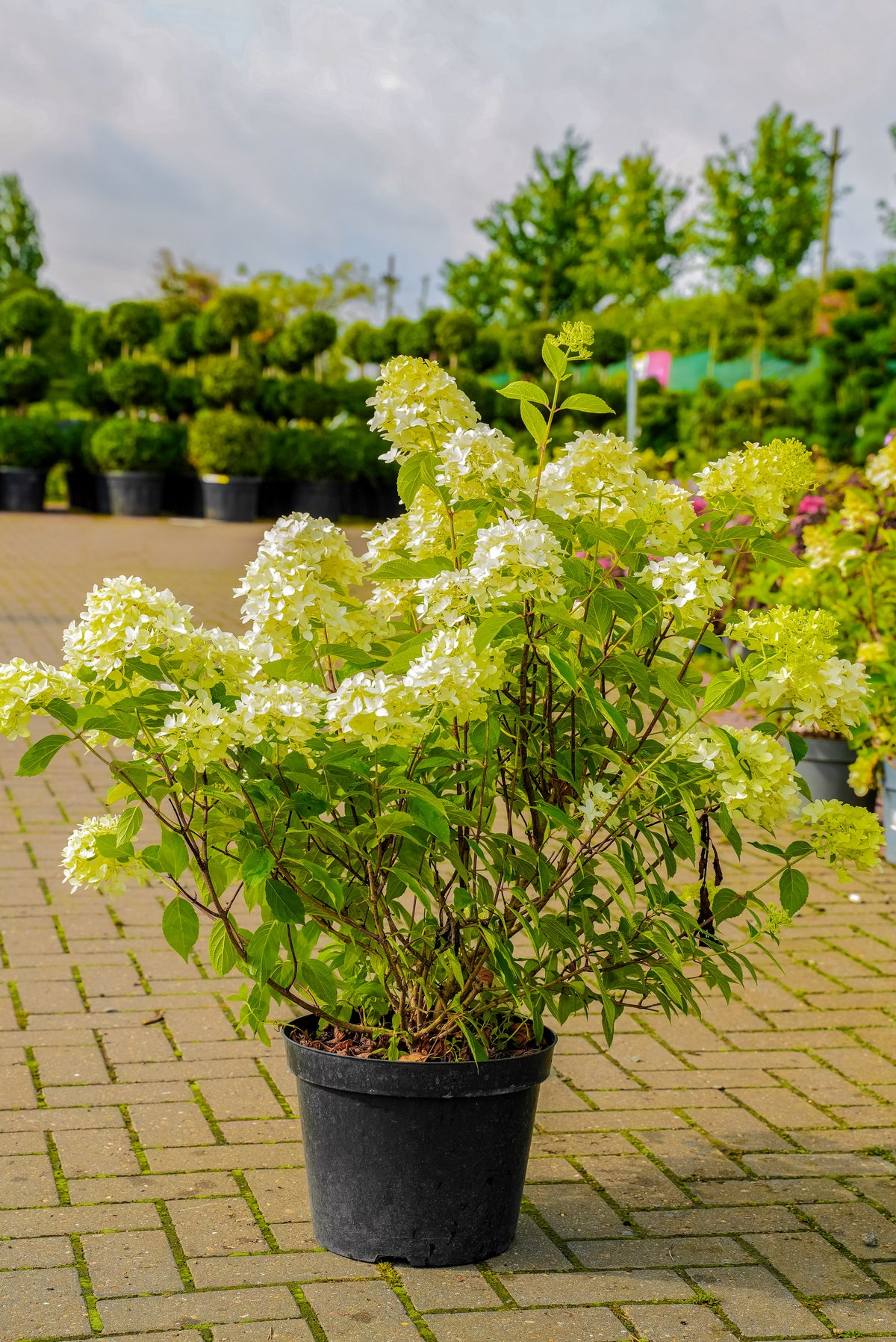 Hydrangea Paniculata