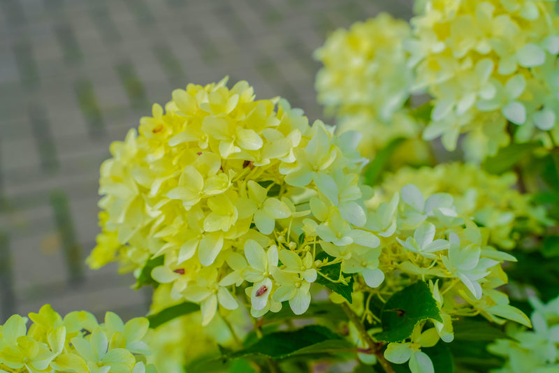 Hydrangea Paniculata