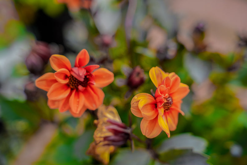 Dhalia