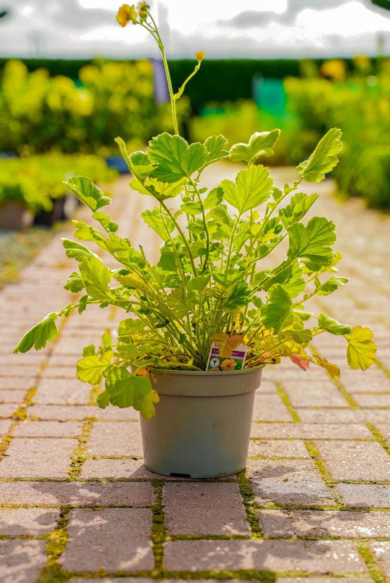 Geum