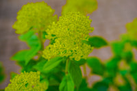 Hydrangea Paniculata