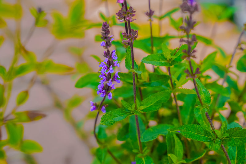 Salvia