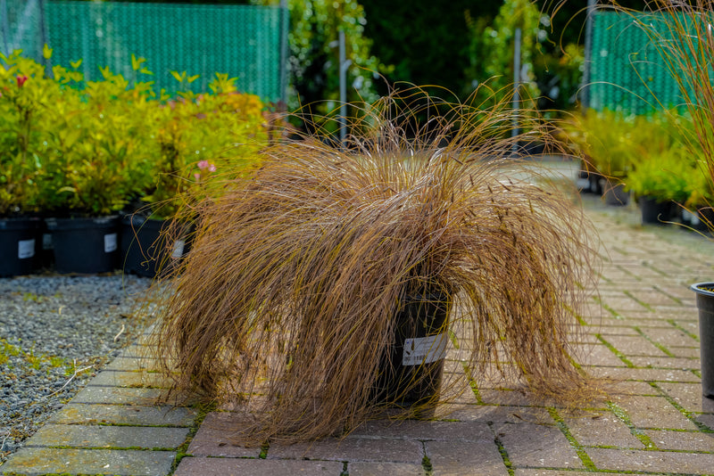 Carex (buchananii)