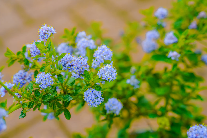 Ceanothus