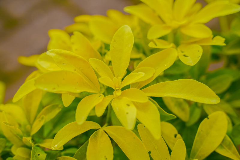 Choisya (mexican orange blossom)