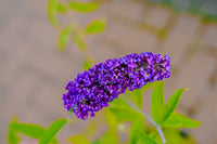 Buddleia