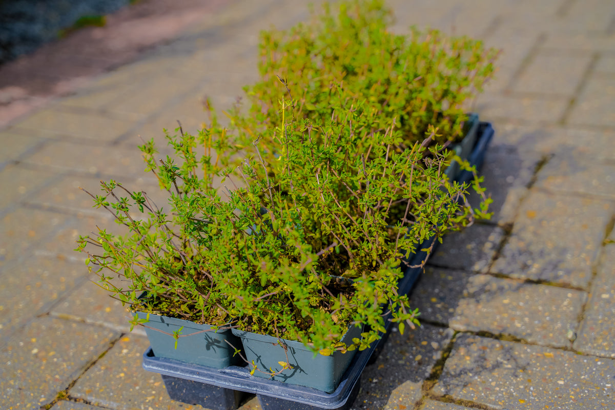 Thyme