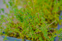 Thyme