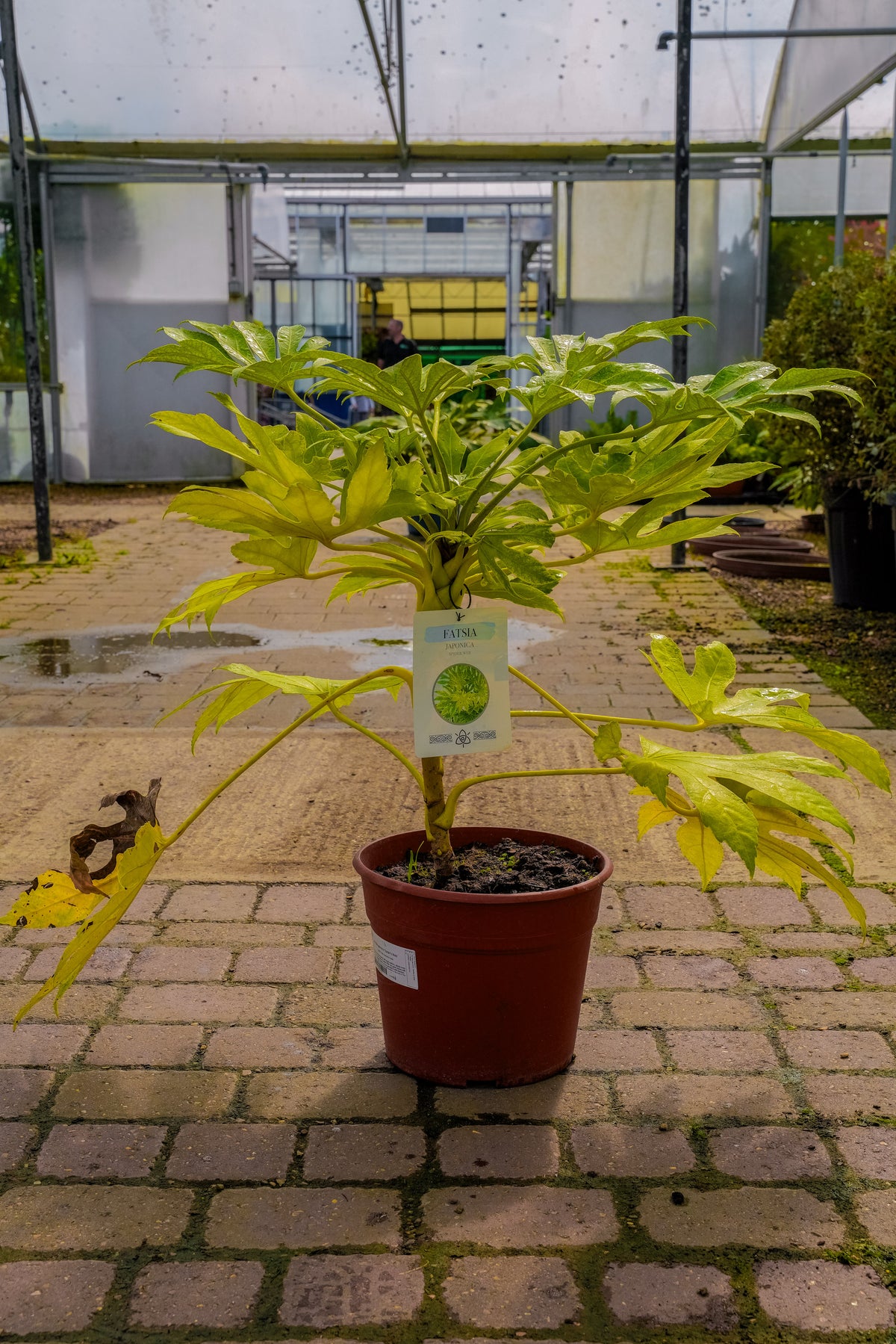 Fatsia japonica