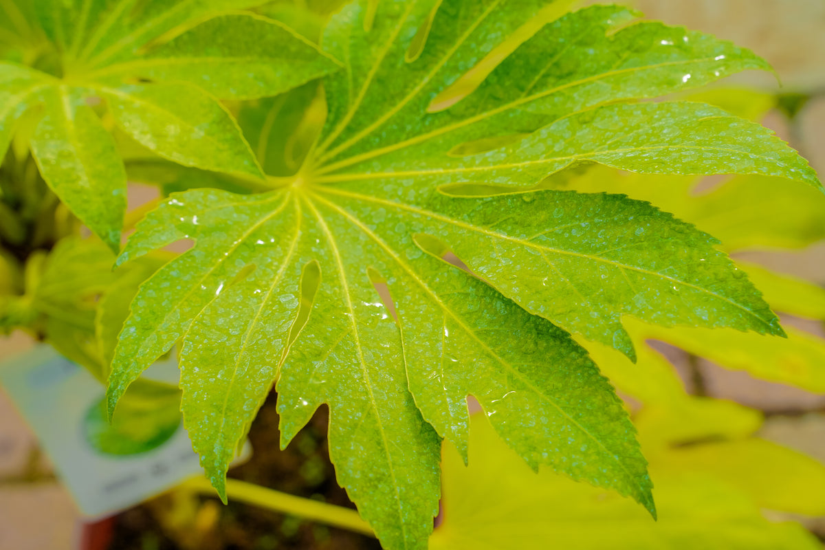 Fatsia japonica