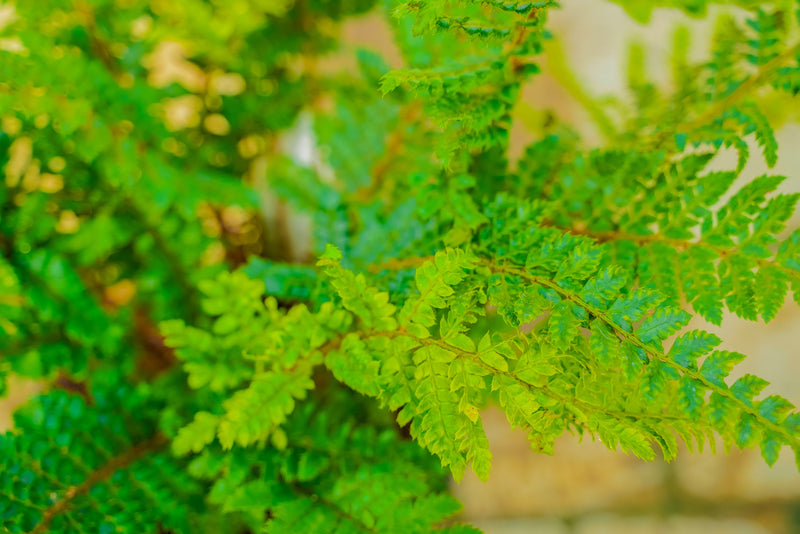 Polystichum (asian sabre fern)