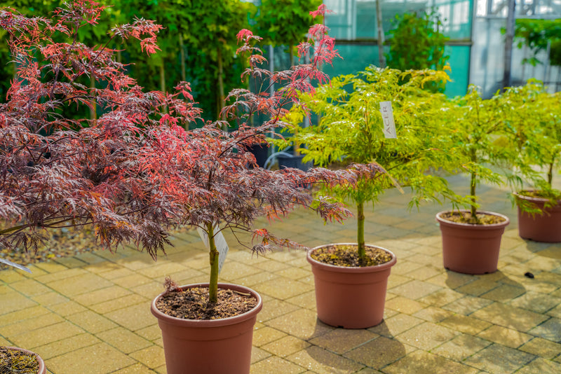 Acer (focal point plant)
