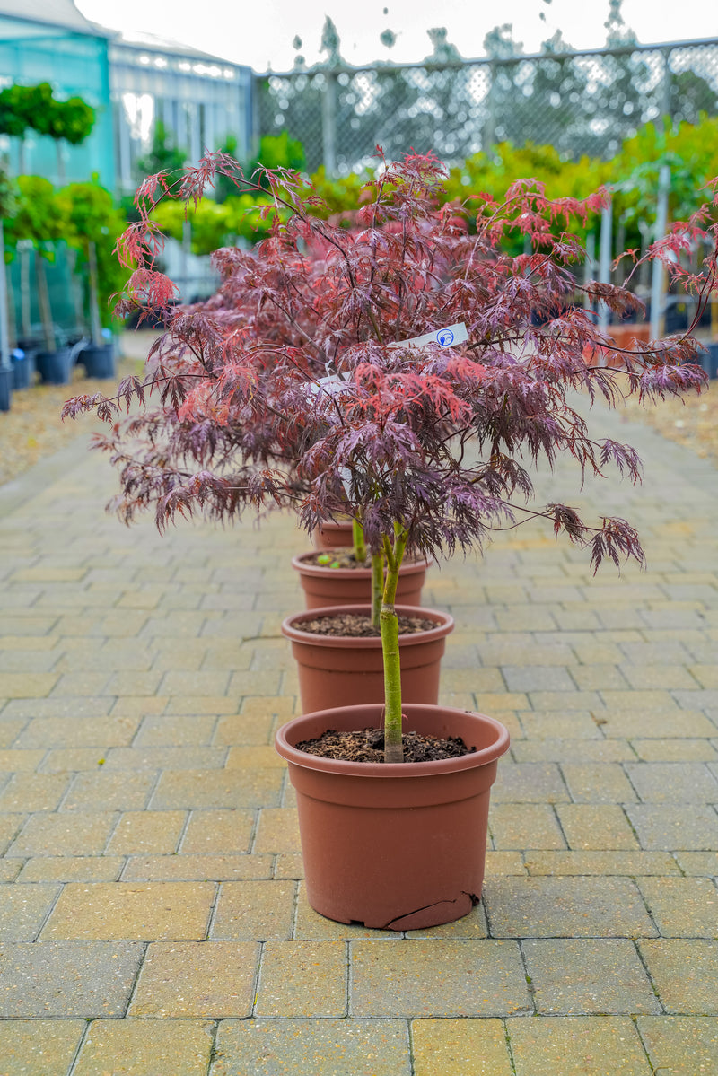 Acer (focal point plant)
