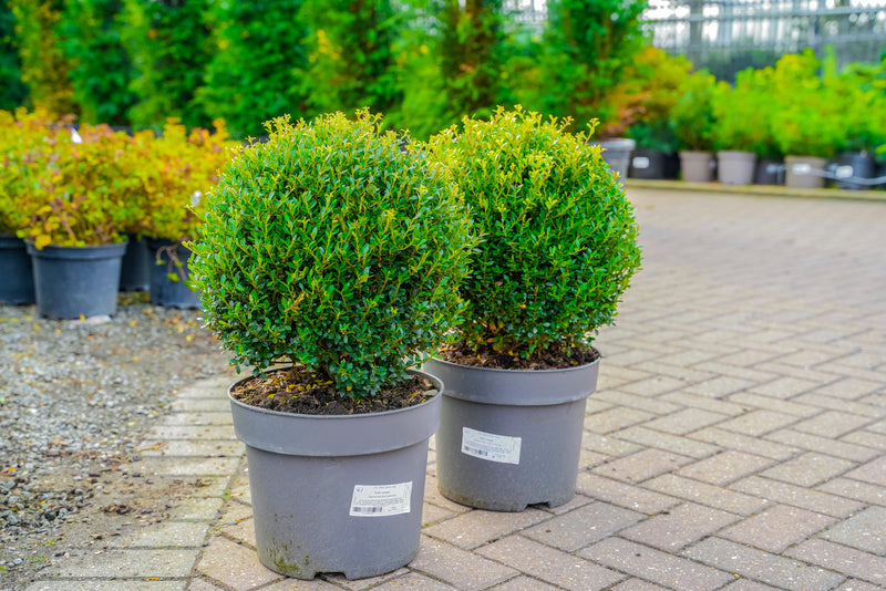 Ilex crenata (topiary ball)