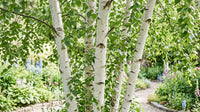 Betula “silver shadow”