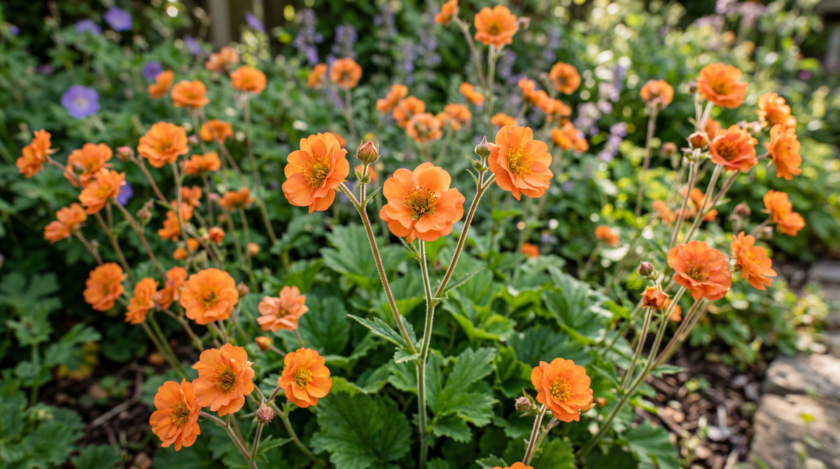 Geum "Totally Tangerine"