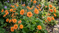 Geum "Totally Tangerine"