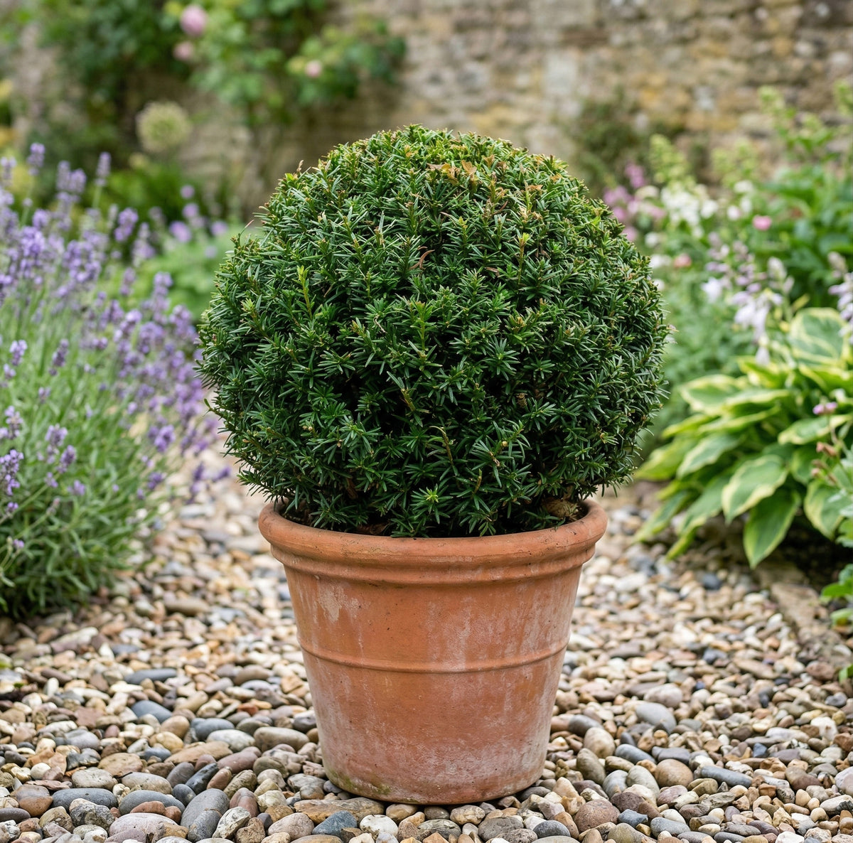 Taxus Baccata - Dome shape
