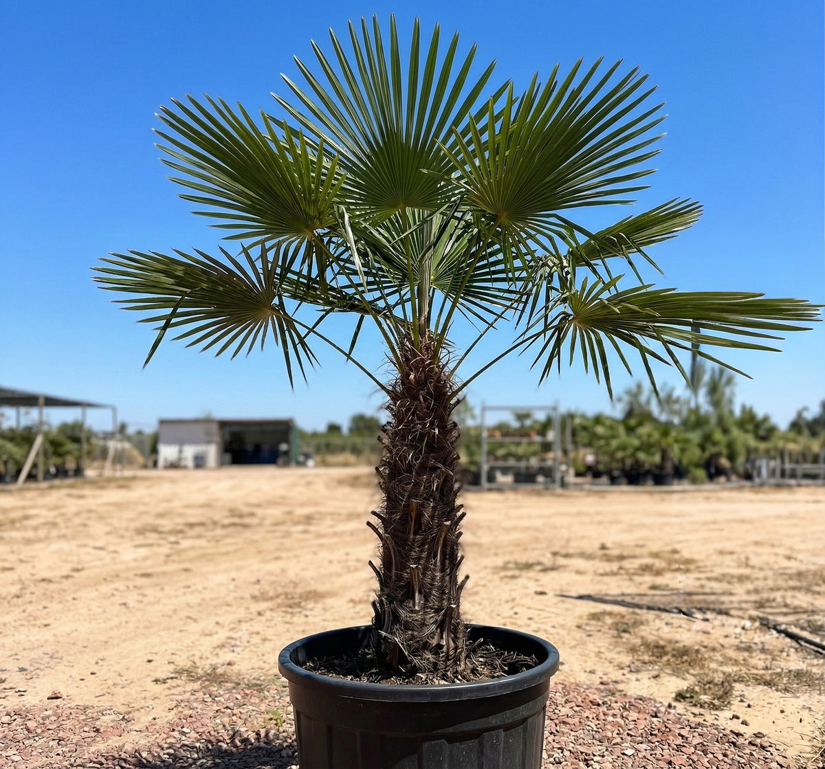 Trachycarpus fortunei (Windmill palm)
