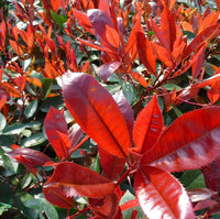 Photinia