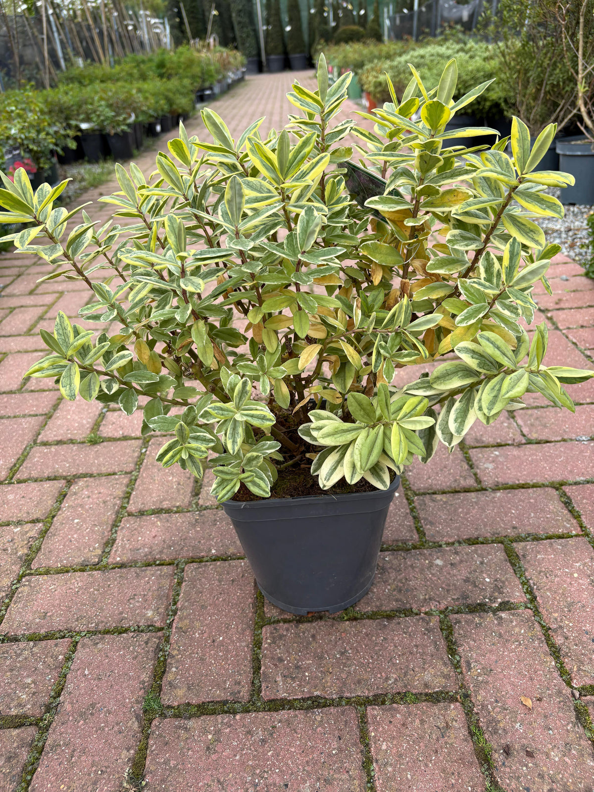 Veronica "Silver Queen"