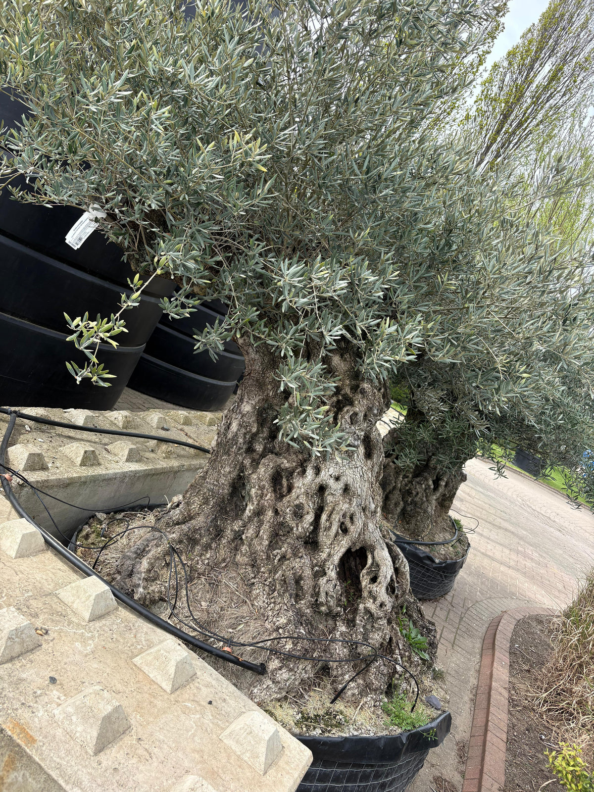 Ancient Olive