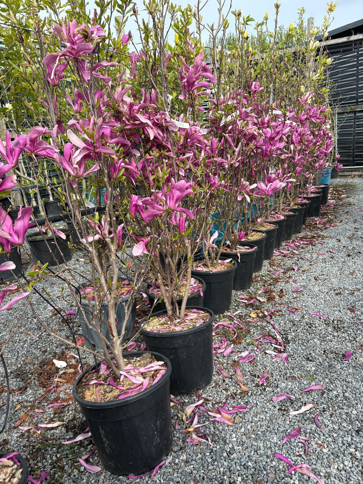Magnolia "Susan"