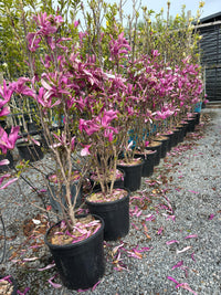 Magnolia "Susan"