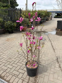 Magnolia "Susan"