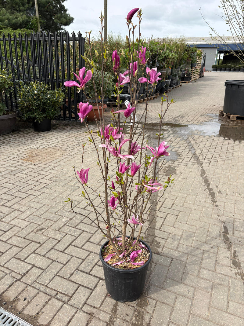 Magnolia "Susan"