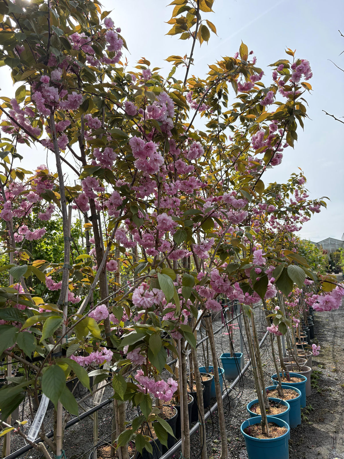 Prunus “flowering cherry”