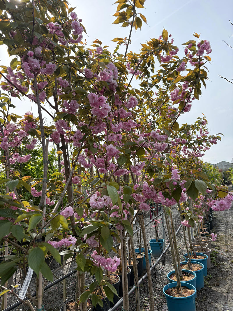 Prunus “flowering cherry”