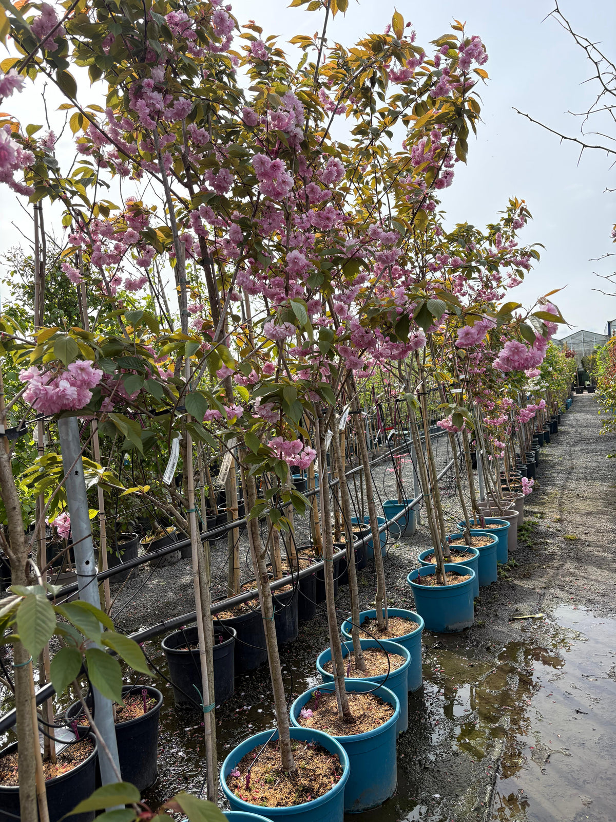Prunus “flowering cherry”
