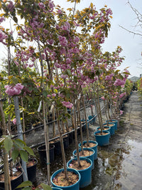 Prunus “flowering cherry”