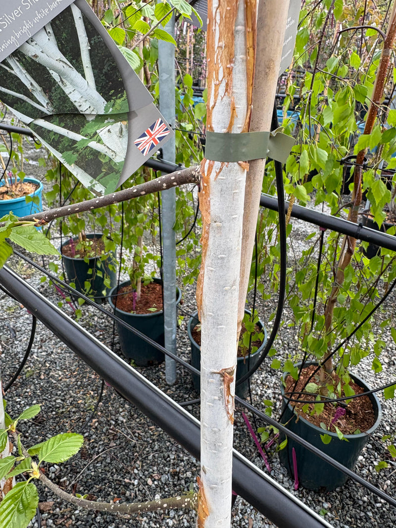 Betula “silver shadow”