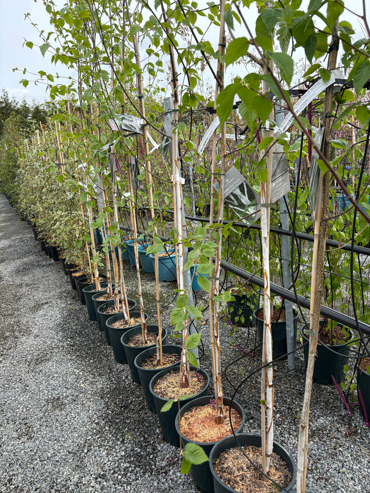 Betula “silver shadow”