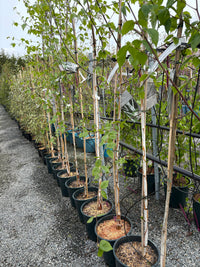 Betula “silver shadow”