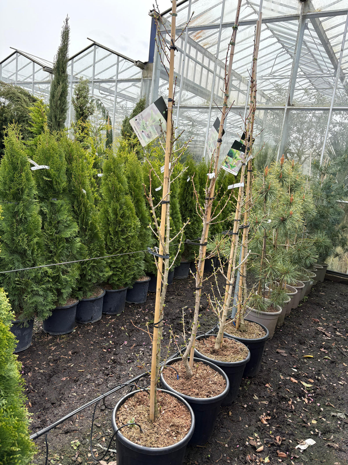 Ginkgo biloba (270 million years established)