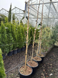 Ginkgo biloba (270 million years established)