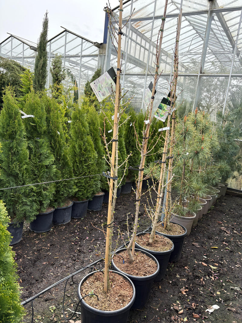 Ginkgo biloba (270 million years established)