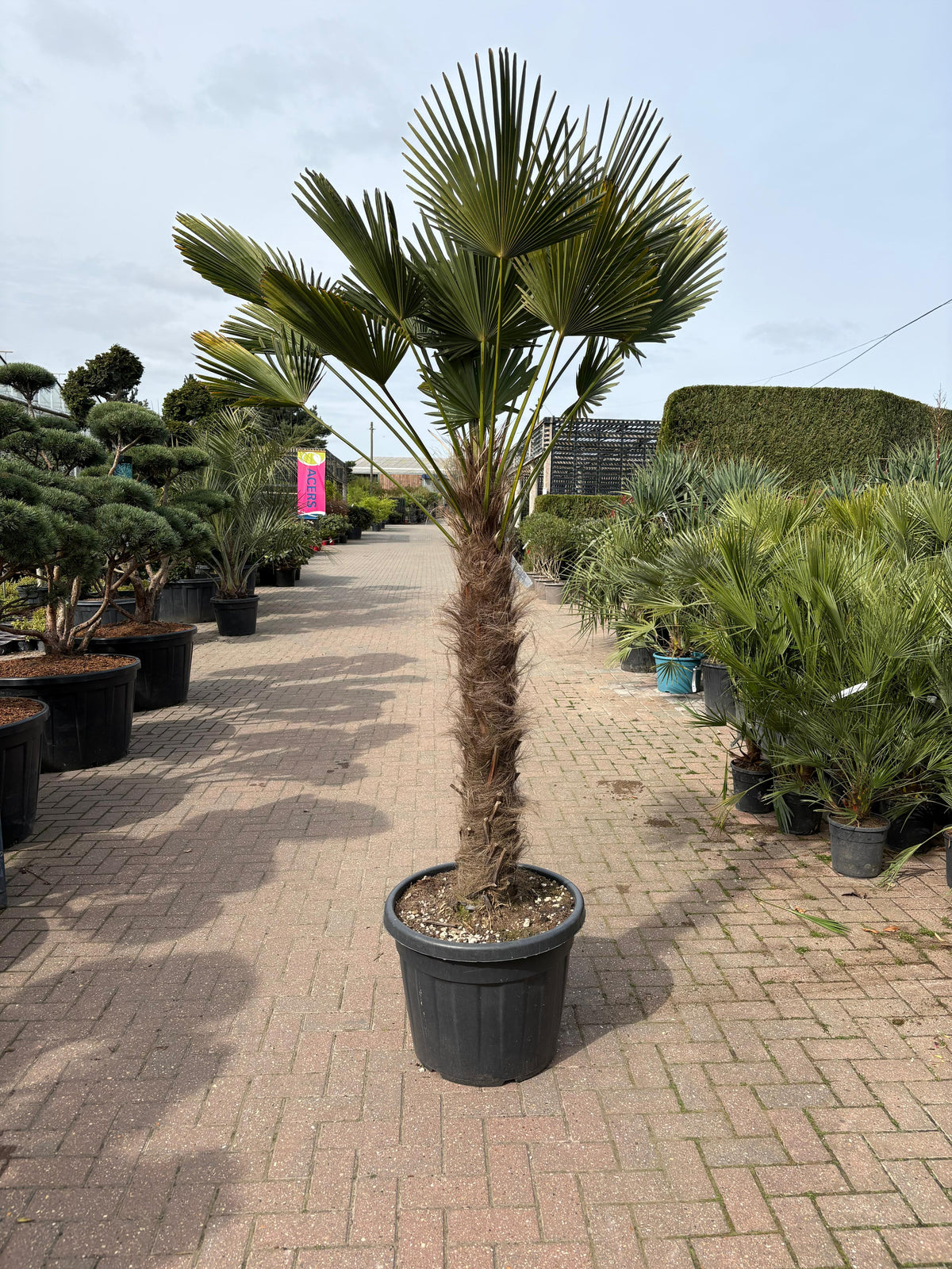 Trachycarpus Fortunei (Windmill palm)