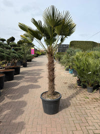 Trachycarpus Fortunei (Windmill palm)