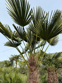 Trachycarpus Fortunei (Windmill palm)