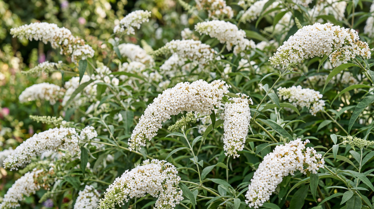 Buddleia "White profusion"