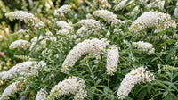 Buddleia "White profusion"