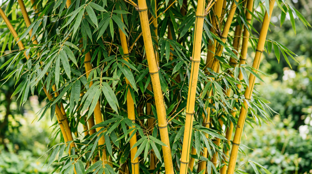 Yellow Bamboo
