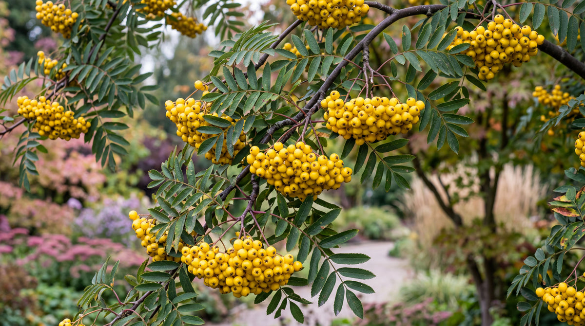 Sorbus “Joseph rock”